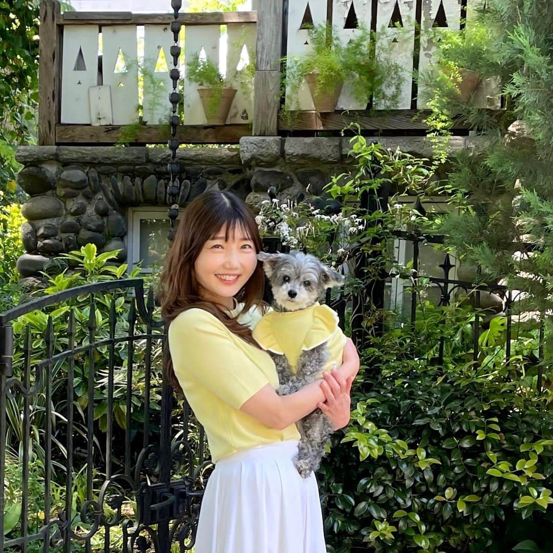 橘珠里さんのインスタグラム写真 - (橘珠里Instagram)「🐾 𝗥𝗢𝗣𝗘' 𝗣𝗜𝗖𝗡𝗜𝗖 𝗗𝗢𝗚 x 𝗥𝗢𝗣𝗘' 𝗣𝗜𝗖𝗡𝗜𝗖 ꗯ̤̮  楽しいブレアとの時間が、さらに何倍も楽しくなるリンクコーデ💛  ブレアも私も、ロペピクニックのサマーニットを着ています⸝⋆  愛犬とリンクコーデができるように販売されていて、同素材、同カラーなのが嬉しい👏🏻  しかも地球環境にやさしい方法で生産された、サステナブルなアイテム だそうです🌿   わんちゃん用は肩のフリルがポイントで、白のラインも入っていて上品です♡  私が着用しているニットプルオーバーは、スカートだけでなくパンツにも合わせやすいデザインがとても便利で気に入っています⋆͛  サラッと涼しい着心地で、ブレアも私も大満足でした✌︎  ❐🐕‍🦺 𝗕𝗹𝗮𝗶𝗿 『配色フリル袖ニット』 @ropepicnic_dog  ❏着用サイズ… 𝐋 ❐体重 約𝟒.𝟔𝐤𝐠 / 胴回り 約𝟒𝟕𝐜𝐦  ❏ 🙋🏻‍♀️ 𝗝𝘂𝗿𝗶𝗻𝘂 『𝐁𝐞𝐚𝐮𝐭𝐲 𝐤𝐧𝐢𝐭/ハーフスリーブニットプルオーバー』 @ropepicnic_official   #ロペピクドッグアンバサダー #ロペピクニックドッグ #ロペピクニック #ロペピクドッグ #わんことお揃い #リンクコーデ #わんことリンクコーデ #愛犬とリンクコーデ #サマーニット #春服コーデ #夏服コーデ #マルプー #マルプーふわもこ隊 #わんこのいる生活 #いぬすたぐらむ  #ropepicnic #ropepicnic_dog #ropepicnicdog #maltipoo #dogstagram」5月6日 21時26分 - jurinu