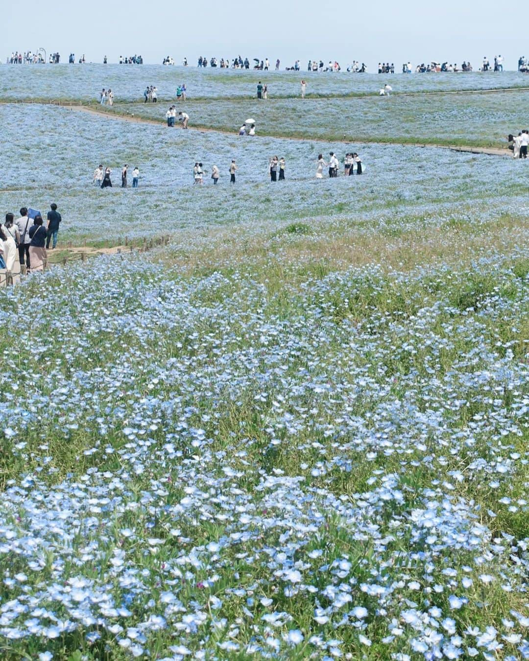 玉城翔子さんのインスタグラム写真 - (玉城翔子Instagram)「お花綺麗だし天気よくて最高だったのよ 🫸🏻🩵」5月6日 21時27分 - shoco1116