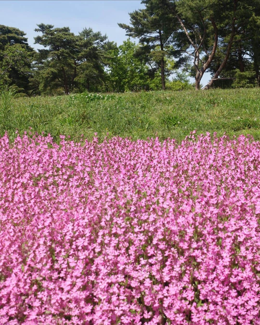 玉城翔子さんのインスタグラム写真 - (玉城翔子Instagram)「お花綺麗だし天気よくて最高だったのよ 🫸🏻🩵」5月6日 21時27分 - shoco1116