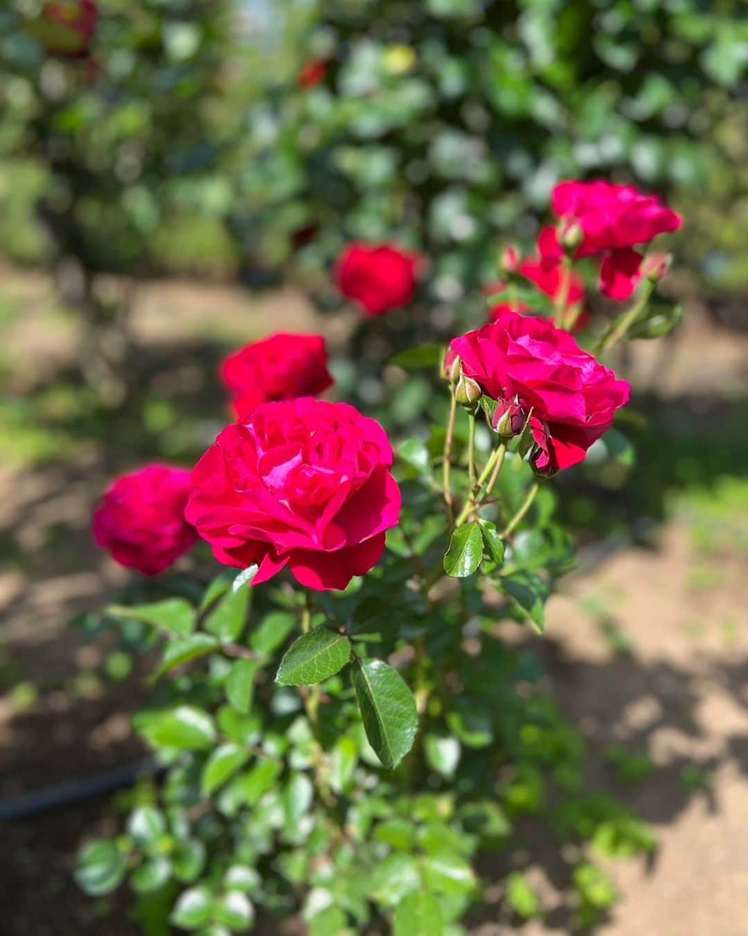 ホテル ニューオータニさんのインスタグラム写真 - (ホテル ニューオータニInstagram)「"クリスチャンディオール"という名前の新種のバラが花を咲かせました。レッドローズガーデンに咲く、30種3万輪の真紅のバラは、専属の庭師によって大切に管理されています。  6/4 （日）まで 《レッドローズガーデンスペシャルマンス🌹》  30種3万輪のバラが咲き誇る屋上庭園Red Rose Gardenを一部の方に向けて特別に開放！  都心の"秘密の花園"で、優雅なひとときをお過ごしください。  ◇ご予約・詳細は@hotelnewotanitokyo プロフィールのURLより「Red Rose Garden」バナーをタップ👆  April 29 (Sat., holiday) - June 4 (Sun.), 2023  The Red Rose Garden, is a rooftop garden with 30,000 roses of 30 different varieties in full bloom. The garden will be opened to select guests.  Please enjoy a moment of natural beauty and elegance in this "secret garden" in the heart of the city.  For reservations and details, click the "Red Rose Garden" banner from the URL in @hotelnewotanitokyo's profile👆.  《レッドローズガーデンスペシャルマンス🌹》  期間：2023年4月29日（土・祝）～6月4日（日） 時間：10:00～18:00（最終入場17:30）  入園対象者： ＜先行公開＞4月29日（土・祝）〜5月7日（日） ♦ニューオータニクラブ会員の皆さま（ご同伴のお客さまは2名さままで） ♦エグゼクティブハウス 禅にご宿泊中のお客さま ♦レッドローズガーデンイベントご参加のお客さま ♦ご記入済みのニューオータニクラブ入会申込書をご持参の方（1グループ3名さままで） ♦ニューオータニクラブVISAカードのオンライン入会お申し込みをお済みの方（1グループ3名さままで） ※お申込番号やお申し込み受付のお知らせメールなど、ご証明のものをご提示いただきます。  ＜特別公開＞5月8日（月）～6月4日（日） ♦ニューオータニクラブ会員の皆さま（ご同伴のお客さまは2名さままで） ♦ホテルニューオータニ（東京）にご宿泊中のお客さま ♦レッドローズガーデン入場券付レストランプランをご利用のお客さま ♦ご記入済みのニューオータニクラブ入会申込書をご持参の方（1グループ3名さままで） ♦ニューオータニクラブVISAカードのオンライン入会お申し込みをお済みの方（1グループ3名さままで） ※お申込番号やお申し込み受付のお知らせメールなど、ご証明のものをご提示いただきます。 ※混雑時や婚礼の写真撮影時などは入場制限を実施しますので、お待ちいただく場合がございます。   #レッドローズガーデン #ローズガーデン #バラ園 #バラ #バラのある暮らし #ガーデニング  #rosegarden #roses #redrosegarden  #ホテル #東京ホテル #ホテルステイ  #ホテルニューオータニ #ニューオータニ #hotelnewotani #newotani #赤坂見附 #赤坂 #四ツ谷 #紀尾井町  #tokyo #japan #tokyotrip  #tokyotravel #tokyohotel  #virtualtour #forbestravelguide #futuretravelguide #thepreferredlife」5月7日 9時19分 - hotelnewotanitokyo