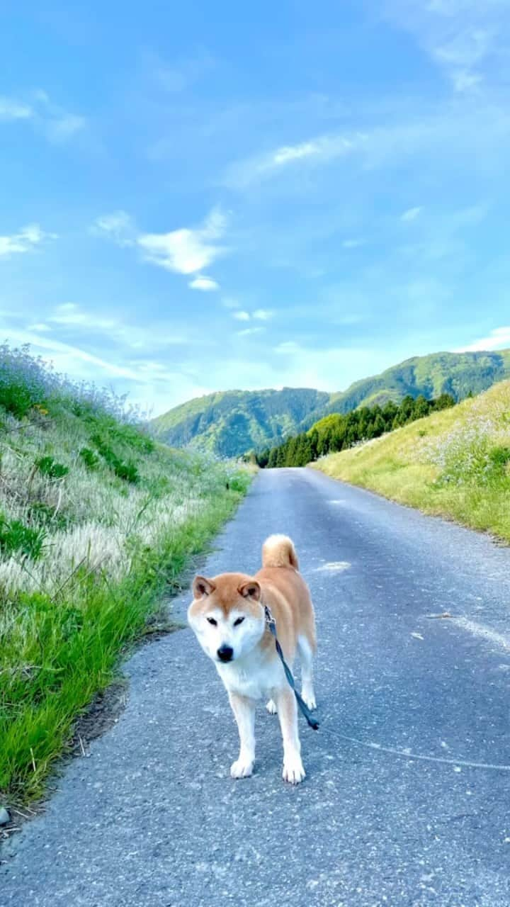 Hanamichi ＆ ℕㆁℜ〡ｋㆁ♡のインスタグラム：「The beautiful weather in May with my lovely dog 🌲🐕☀️」