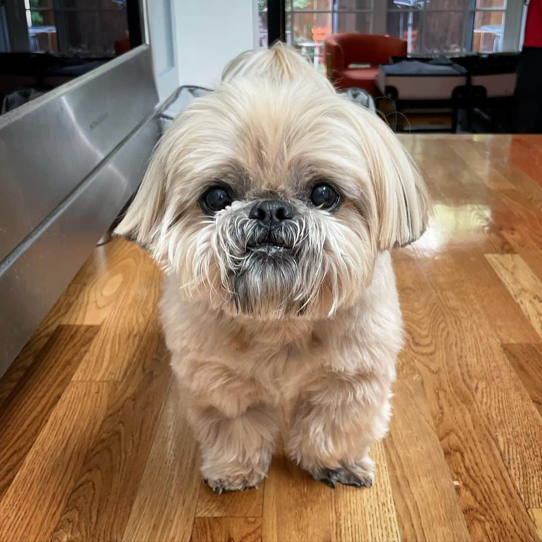 Dougie the Shih Tzuのインスタグラム：「Feeling much better today — thanks for all the well wishes! ❤️」