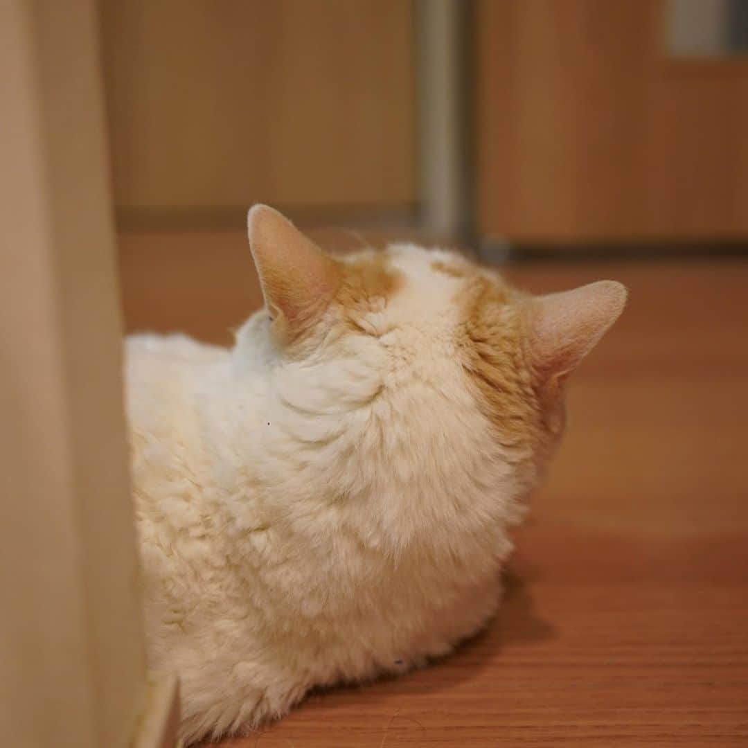 みかんさんのインスタグラム写真 - (みかんInstagram)「.  「レモンちゃーん」  「はいニャー」  #レモン #cat #catstagram」5月7日 8時26分 - aja.ri