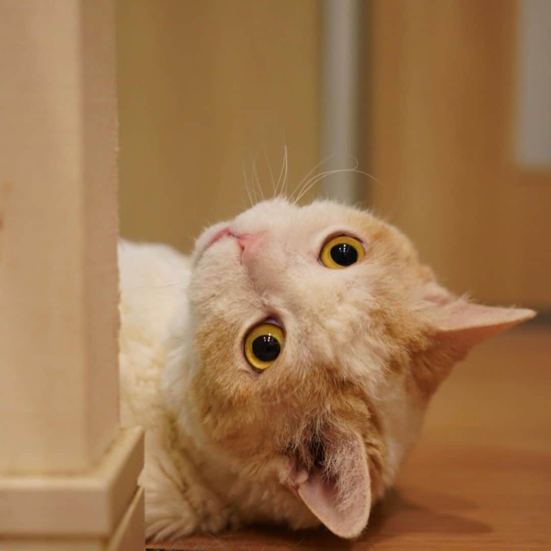 みかんさんのインスタグラム写真 - (みかんInstagram)「.  「レモンちゃーん」  「はいニャー」  #レモン #cat #catstagram」5月7日 8時26分 - aja.ri
