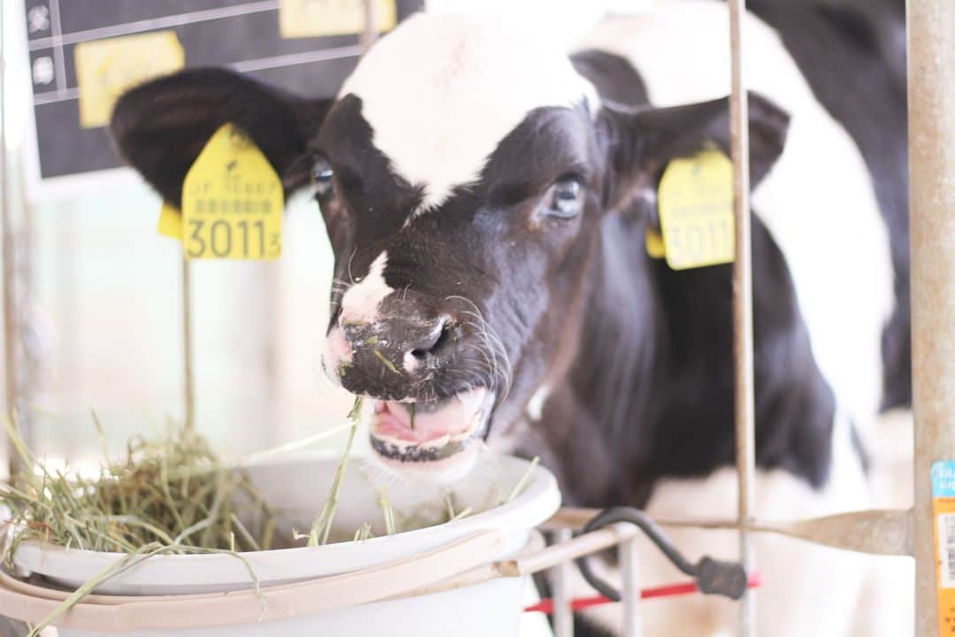 成田ゆめ牧場さんのインスタグラム写真 - (成田ゆめ牧場Instagram)「【🐮牛舎見学最終日🐄】  本日、一時再開中の牛舎見学最終日です！ あいにくの雨ですが、 牛舎でゆったり牛さんを眺めると、のんびりした気持ちになれるのでおすすめです～🌟  12時半～閉園の30分前まで開催します🐄  ※お天気状況によっては閉園が早まる可能性もございます  GW最終日みなさまお楽しみください☺  #成田ゆめ牧場　#ゆめ牧場　#ゆめぼく #牛　#のんびり　#GW最終日」5月7日 8時58分 - yumebokujo