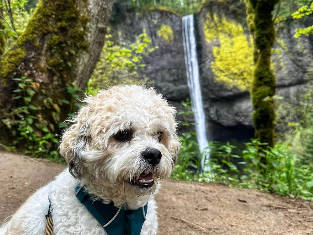 マリッサ・キャステリさんのインスタグラム写真 - (マリッサ・キャステリInstagram)「Solo hike with my bestie」5月7日 9時07分 - marissacastelli