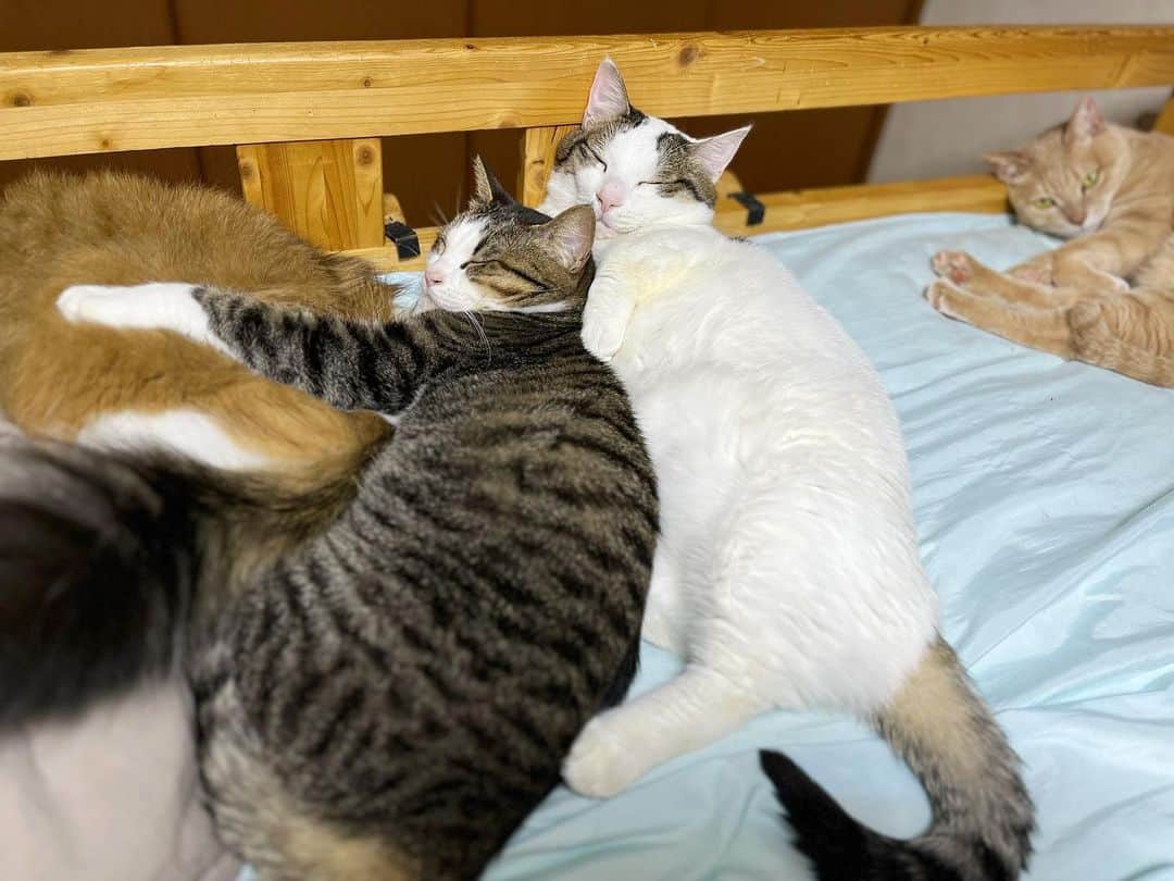 ひのき猫さんのインスタグラム写真 - (ひのき猫Instagram)「いつもトリオで(^_ ̫  _^)𓂃 𓈒𓏸◌  ・ ・ ・  #ひのき猫  #トリオ猫  #秀吉  #オデコ  #豆大福  #かわいい猫  #にゃんすたぐらむ  #猫好きさんとつながりたい  # #ねこすたぐらむ  #cat  #catstagram  #cutecats」5月7日 9時09分 - hinoki.cute.kitten