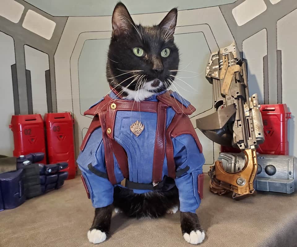 猫コスプレのインスタグラム
