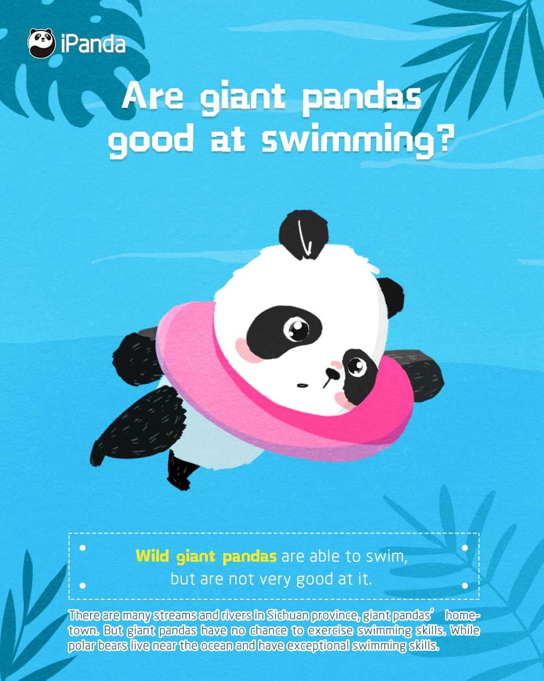 iPandaさんのインスタグラム写真 - (iPandaInstagram)「Q: Are giant pandas good at swimming? 💡 A: Wild giant pandas are able to swim, but they are not very good at it. 🕵️‍♀️ 🕵️‍♀️ Why? Because the majority of wild giant pandas live in Sichuan Province. Even though there are many streams and rivers over there, giant pandas have no chance to practice their swimming skills, not like polar bears who live near the ocean and have exceptional swimming skills. 🐼 🐼 🐼 #Panda #iPanda #Cute #PandaQA #FunFactsAboutPanda」5月7日 0時59分 - ipandachannel