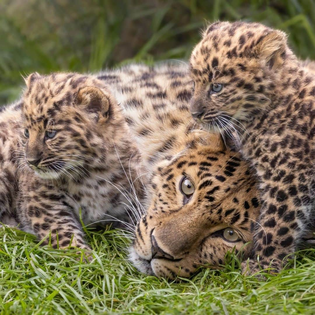 San Diego Zooさんのインスタグラム写真 - (San Diego ZooInstagram)「Precious Paw-traits 🐆  📸: Penny Hyde  #Caturday #AmurLeopard #Cubs #SanDiegoZoo」5月7日 1時00分 - sandiegozoo