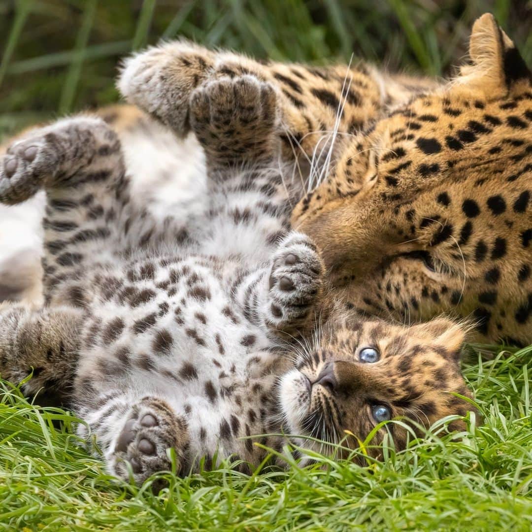 San Diego Zooさんのインスタグラム写真 - (San Diego ZooInstagram)「Precious Paw-traits 🐆  📸: Penny Hyde  #Caturday #AmurLeopard #Cubs #SanDiegoZoo」5月7日 1時00分 - sandiegozoo