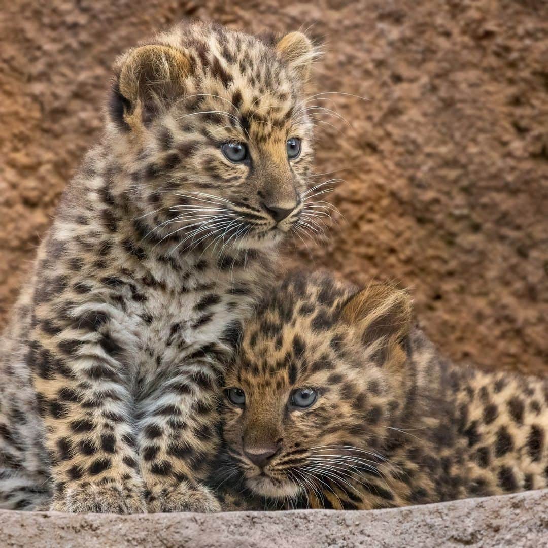 San Diego Zooのインスタグラム：「Precious Paw-traits 🐆  📸: Penny Hyde  #Caturday #AmurLeopard #Cubs #SanDiegoZoo」