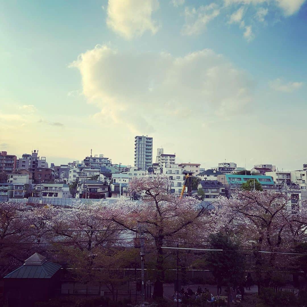 村田沙耶香さんのインスタグラム写真 - (村田沙耶香Instagram)「少し前、桜がきれいでした。」5月7日 1時22分 - sayaka_murata_
