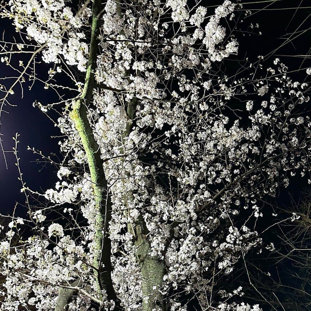 村田沙耶香さんのインスタグラム写真 - (村田沙耶香Instagram)「少し前、桜がきれいでした。」5月7日 1時22分 - sayaka_murata_