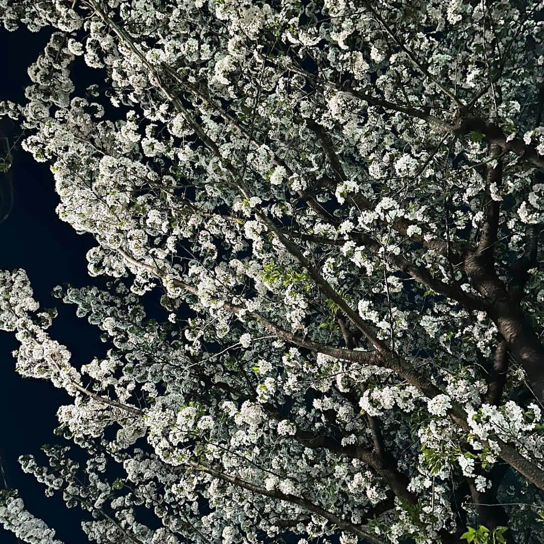 村田沙耶香さんのインスタグラム写真 - (村田沙耶香Instagram)「少し前、桜がきれいでした。」5月7日 1時22分 - sayaka_murata_