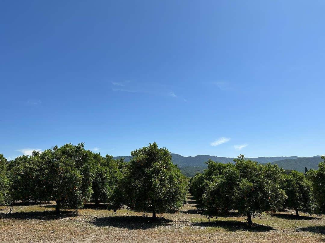 アビゲイル・スペンサーさんのインスタグラム写真 - (アビゲイル・スペンサーInstagram)「Good morning 🍊. #Ojaibes #happyplace #ojai」5月7日 2時09分 - abigailspencer