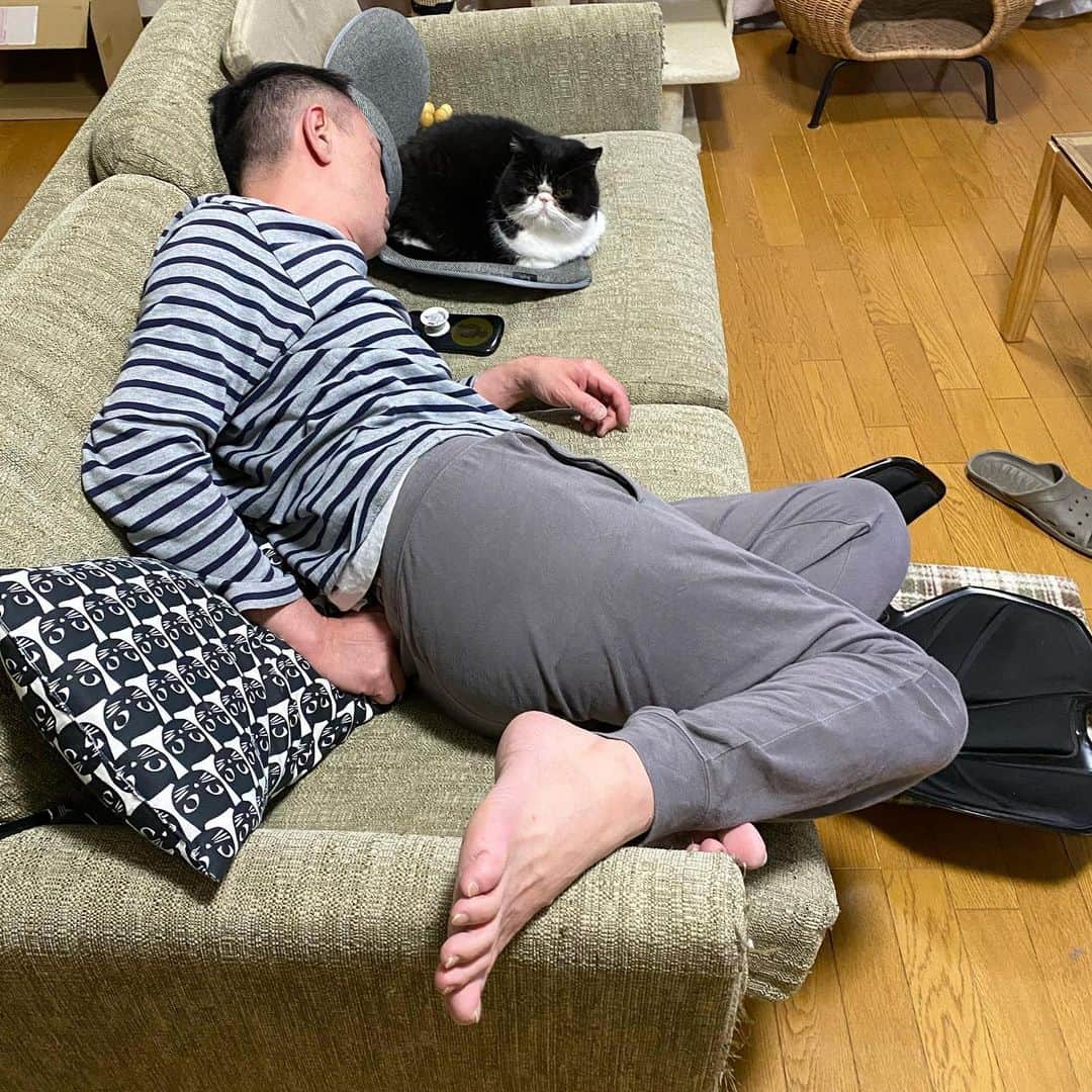 nemuru_catのインスタグラム：「#ルーク#眠る夫  ルルたんのほうが ちゃんとしてる * #ねこ部#cat#cats#neko#猫#catsofinstagram#bestmeow#catlover#ふわもこ部#エキゾチックショートヘア#exoticshorthair#はちわれ」