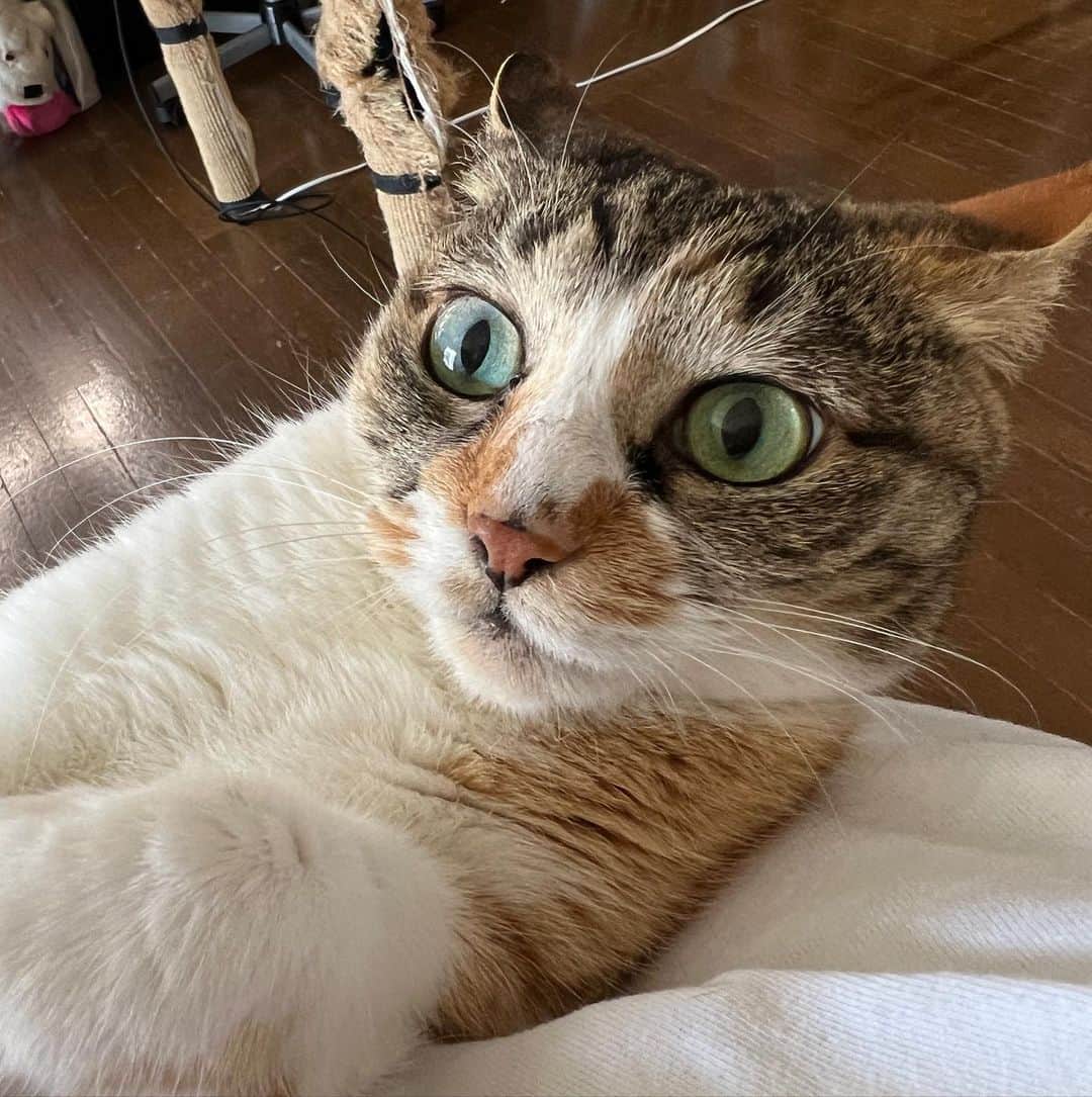Kachimo Yoshimatsuのインスタグラム：「パパしゃん、パパしゃんの肩に なんかいますよ！  え！  #うちの猫ら #castella #猫 #ねこ #ニャンスタグラム #にゃんすたぐらむ #ねこのきもち #cat #ネコ #catstagram #ネコ部 http://kachimo.exblog.jp」