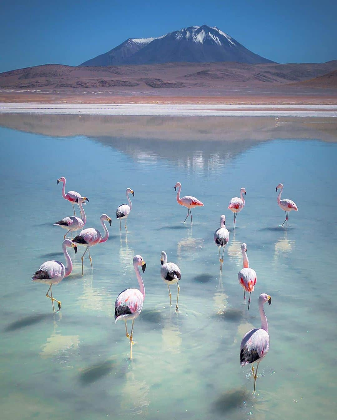 Travel + Leisureさんのインスタグラム写真 - (Travel + LeisureInstagram)「Photo by @everchanginghorizon 🦩 Bolivia has some of the most captivating landscapes on Earth, which is why it made our list of the most beautiful places around the globe. Get the full roundup at the link in bio.」5月7日 3時15分 - travelandleisure