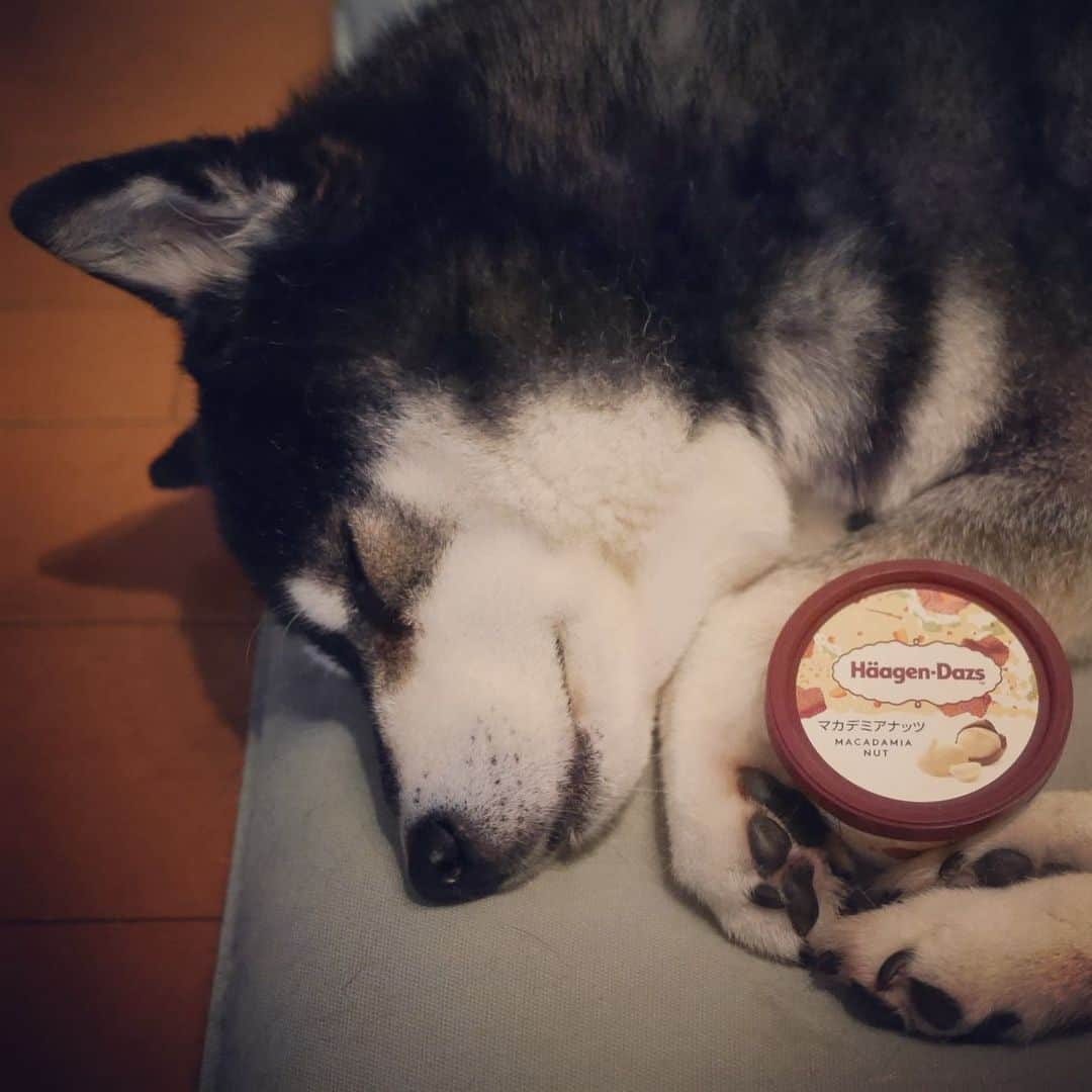 くろさんのインスタグラム写真 - (くろInstagram)「真夜中のHäagen-Dazs ◡̈  #HäagenDazs #HaagenDazs #ハーゲンダッツマカデミアナッツ  #ハーゲンダッツ #真夜中のハーゲンダッツ #全日本きもちよさそうに眠るいぬ選手権 #スヤスヤ豆 #スヤスヤ犬 #寝る犬 #柴犬 #黒柴 #シニア犬 #シニア犬15歳 #寝るのが仕事 #sleepydog #sleepdog #kuroshiba #blackshiba #shibainu #shibadog #shibastagram #dogstagram #instadog」5月7日 3時47分 - m6bmw