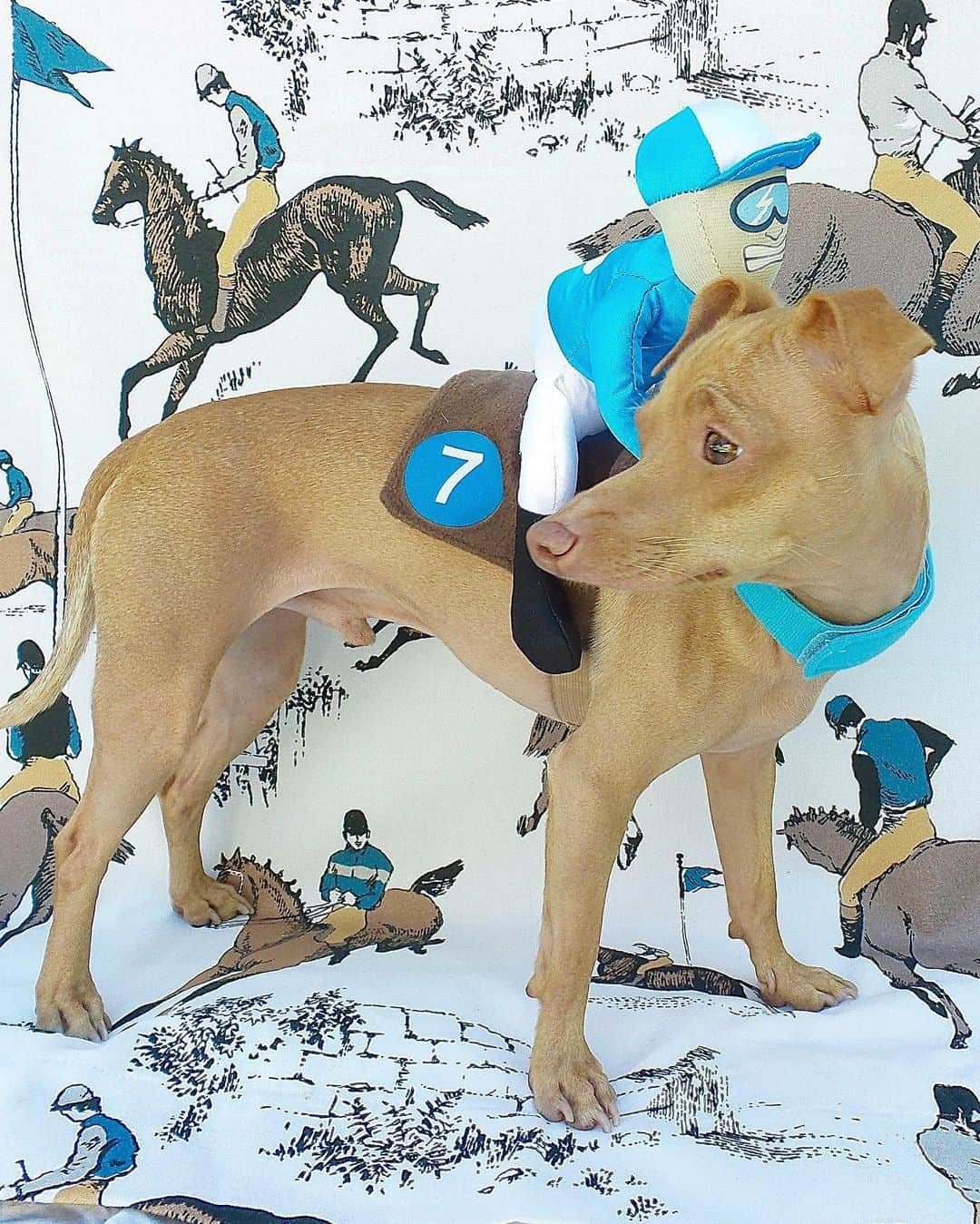 Tuna {breed:chiweenie} さんのインスタグラム写真 - (Tuna {breed:chiweenie} Instagram)「Today is a big day of celebrations! No, I am not pregnant again, but it is… #CoronationDay #NationalNursesDay AND #KentuckyDerbyDay. Thankfully, Tuna knows how to show up and show off when it comes to celebrations! Which one is your favourite?」5月7日 4時59分 - tunameltsmyheart