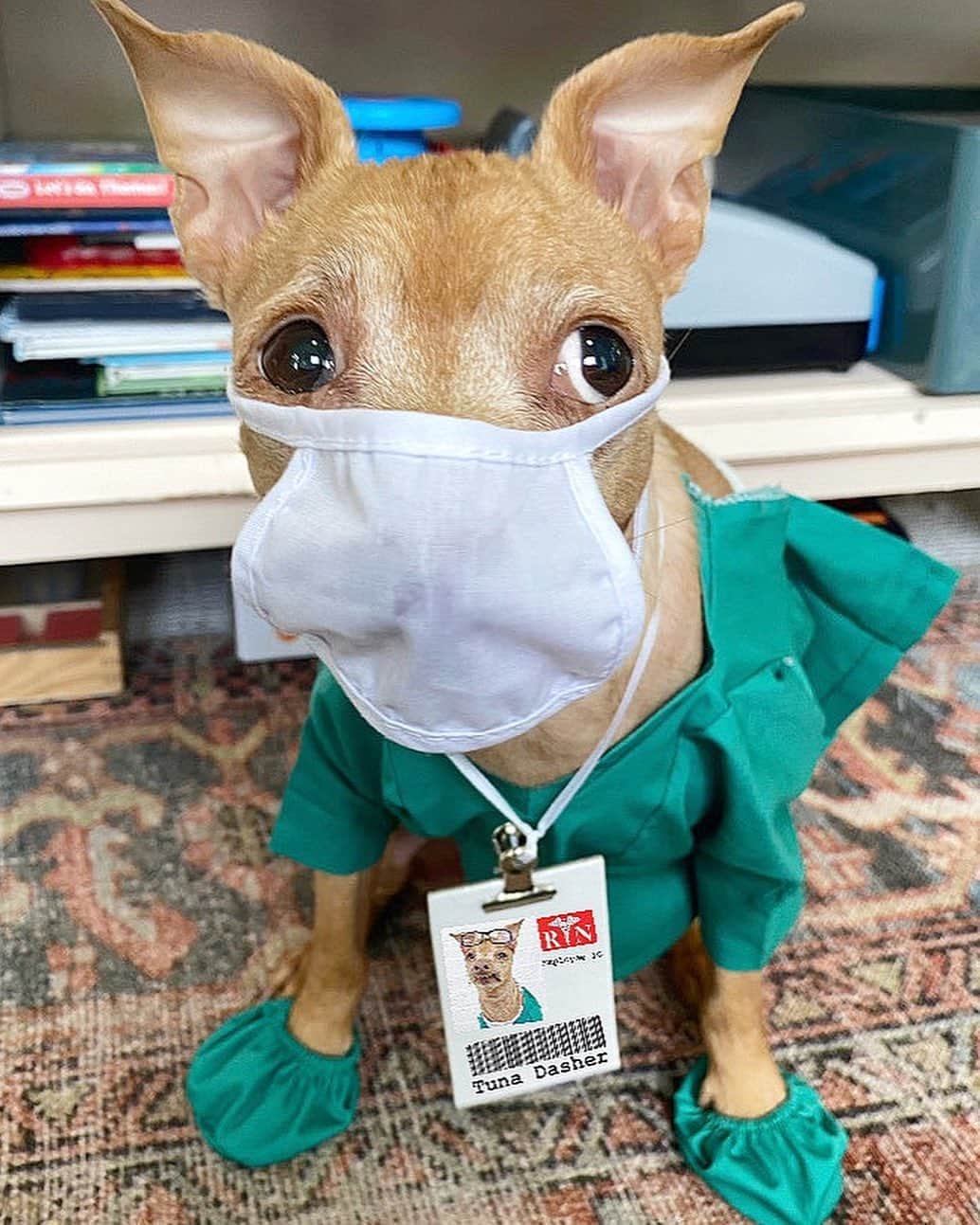 Tuna {breed:chiweenie} さんのインスタグラム写真 - (Tuna {breed:chiweenie} Instagram)「Today is a big day of celebrations! No, I am not pregnant again, but it is… #CoronationDay #NationalNursesDay AND #KentuckyDerbyDay. Thankfully, Tuna knows how to show up and show off when it comes to celebrations! Which one is your favourite?」5月7日 4時59分 - tunameltsmyheart