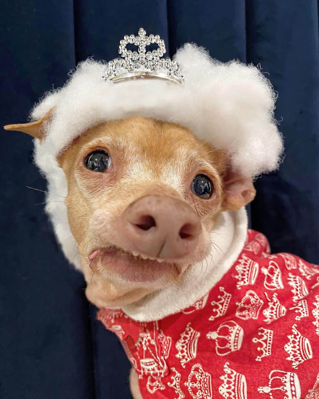 Tuna {breed:chiweenie} のインスタグラム：「Today is a big day of celebrations! No, I am not pregnant again, but it is… #CoronationDay #NationalNursesDay AND #KentuckyDerbyDay. Thankfully, Tuna knows how to show up and show off when it comes to celebrations! Which one is your favourite?」