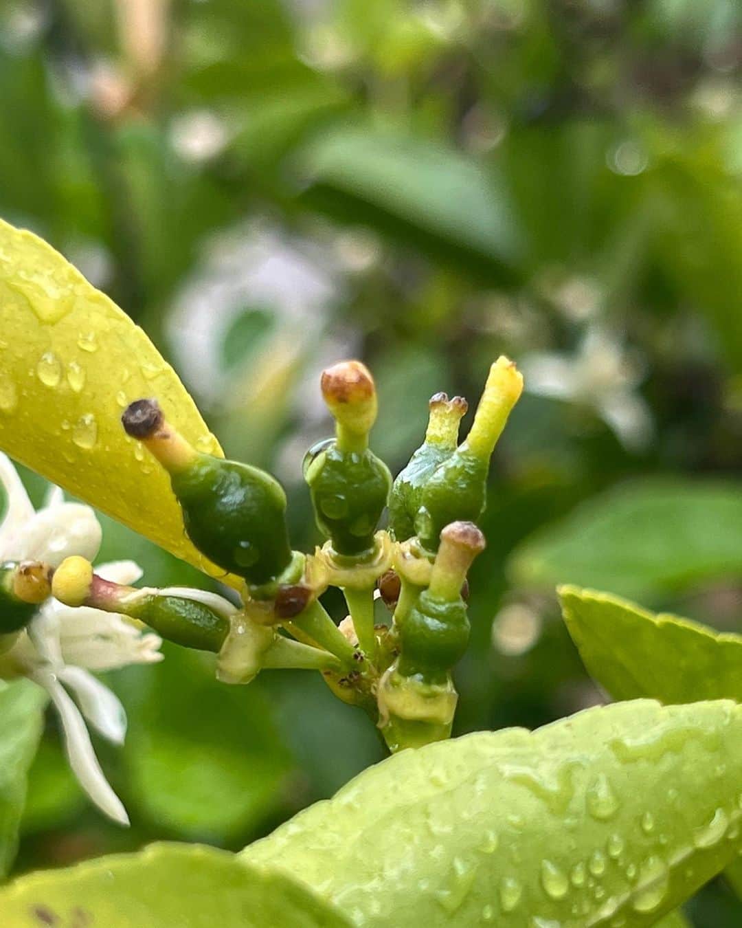 リヴ・タイラーのインスタグラム：「There’s no stopping spring !!! Baby limes , baby olives and baby grapes growing in my garden 🥰 beyond grateful for this beauty」