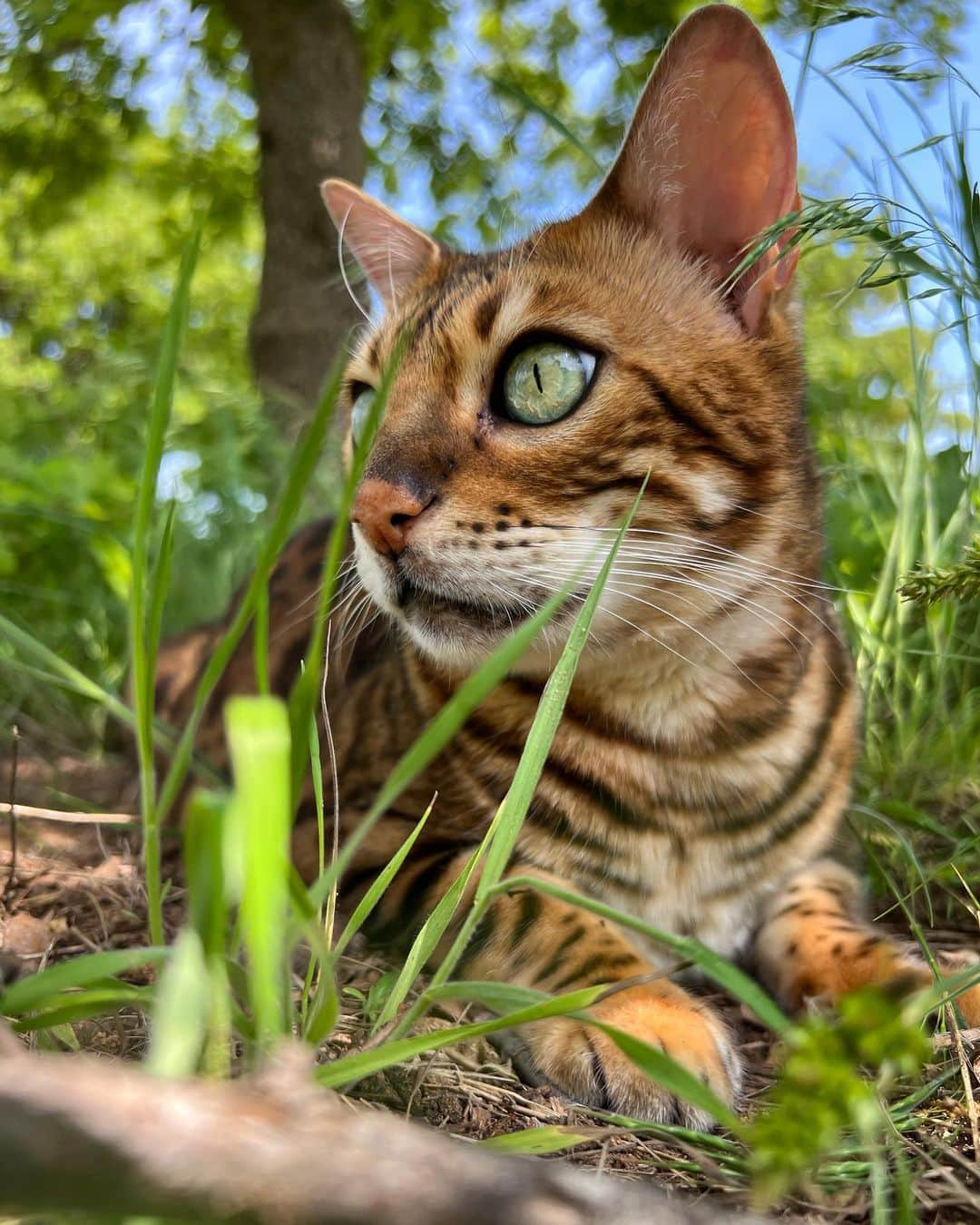 Bensonのインスタグラム：「Summer is here」