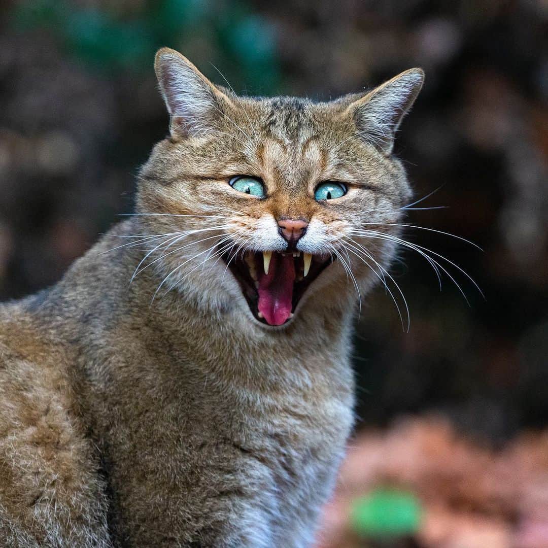 アメリカ自然史博物館のインスタグラム：「Meow… it’s Caturday! 🐱Meet the European wildcat (Felis silvestris). About the size of an average housecat, this kitty is a powerful predator that feeds on rabbits, rodents, birds, and even mustelids like weasels and martens. What sets it apart from other species of wildcat? The European wildcat has a distinctive bushy tail, thick fur, and overall chonky appearance.   Photo: Predators Prey, CC BY-NC-ND 2.0, flickr   #wildlife #cats #catsofinstagram #nature」