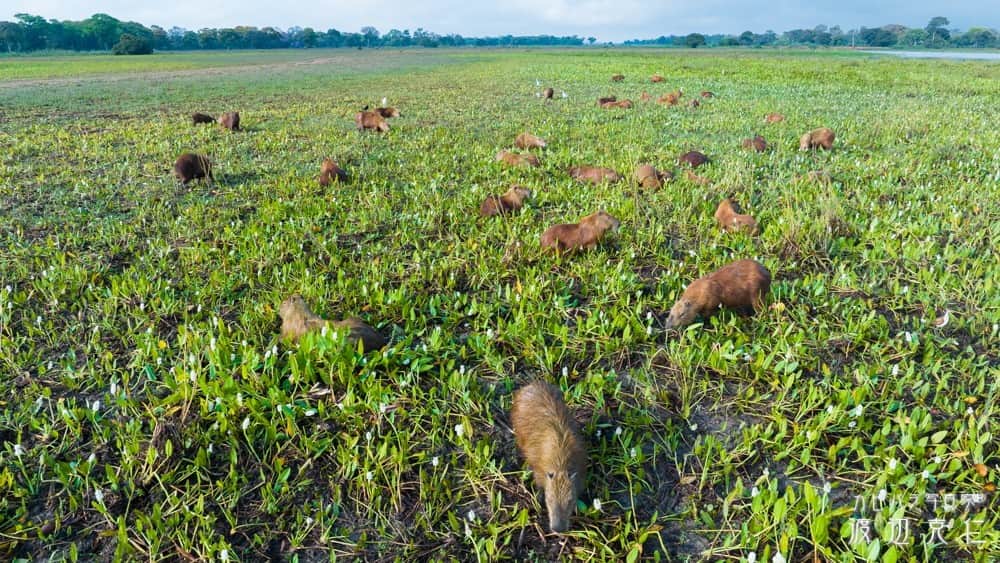 渡辺克仁さんのインスタグラム写真 - (渡辺克仁Instagram)「おはようございます。  #カピバラ #水豚 #capybara #おはよう #パンタナール #野生のカピバラを撮影にブラジルに」5月7日 7時00分 - katsuhito.watanabe