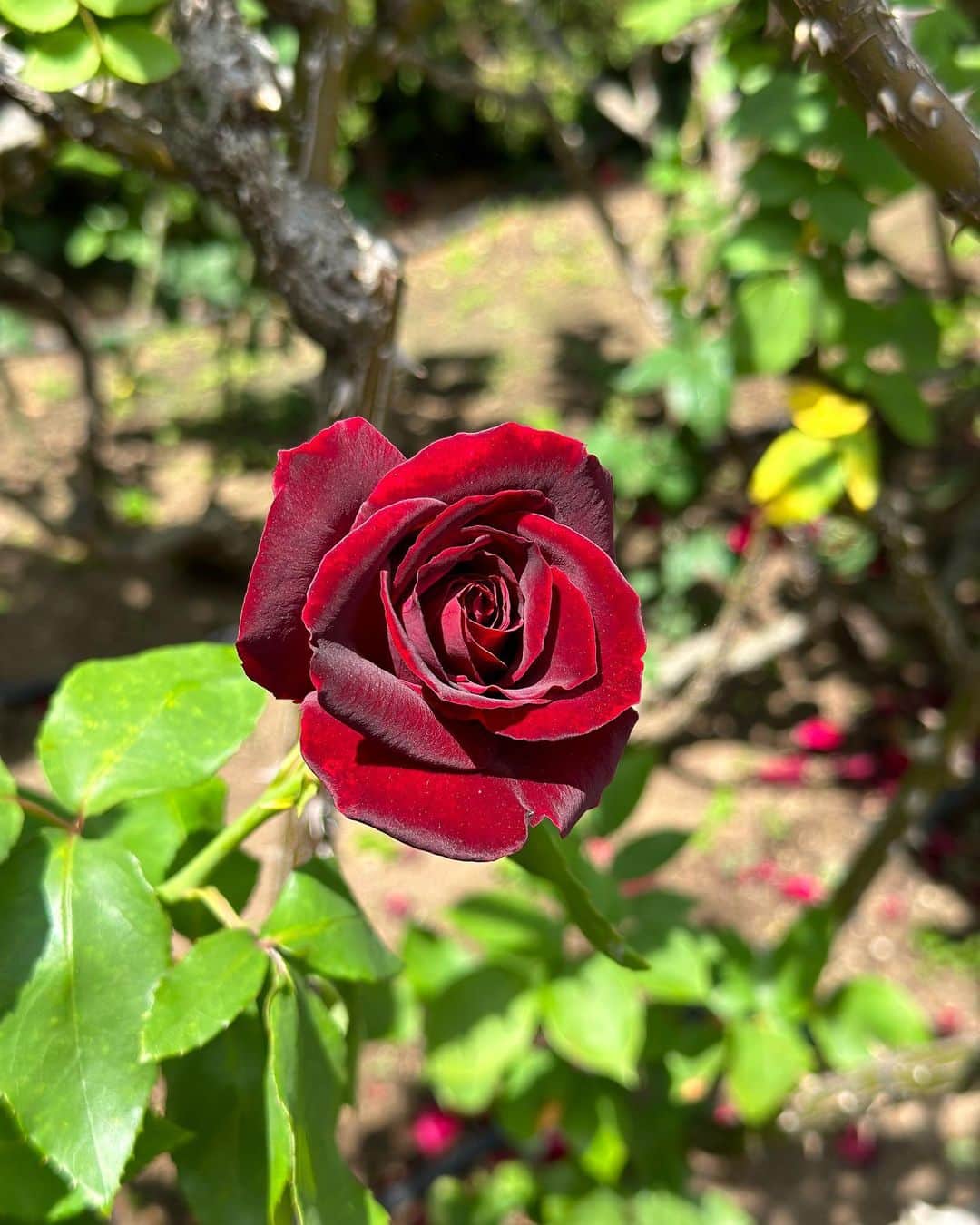 胃腸良子さんのインスタグラム写真 - (胃腸良子Instagram)「#ローズガーデン  薔薇🌹が見頃だというので、 @newotaniwedding_official  に立ち寄ってみました。  こんなに薔薇づくしのお庭は初めて！ 綺麗ですよねー。 薔薇にも色々な種類があり、 ひとつひとつの違いを見るのがとても楽しかったです🤗  #ローズ #rose #薔薇 #薔薇園  #薔薇のある暮らし  #赤坂 #赤坂見附 #癒しの空間  #gwイベント  #最終日は都内へ」5月7日 7時34分 - kimiyo.f