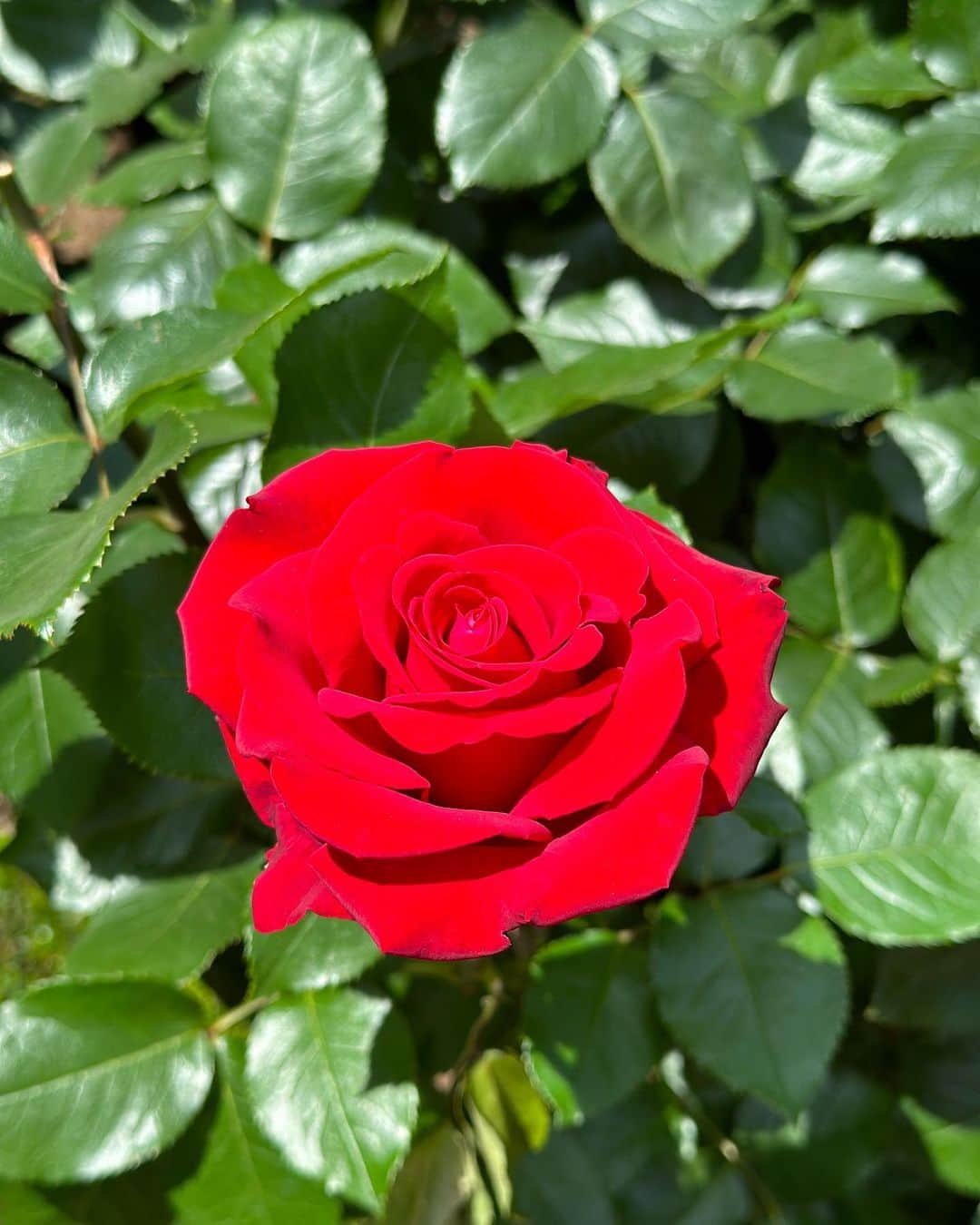 胃腸良子さんのインスタグラム写真 - (胃腸良子Instagram)「#ローズガーデン  薔薇🌹が見頃だというので、 @newotaniwedding_official  に立ち寄ってみました。  こんなに薔薇づくしのお庭は初めて！ 綺麗ですよねー。 薔薇にも色々な種類があり、 ひとつひとつの違いを見るのがとても楽しかったです🤗  #ローズ #rose #薔薇 #薔薇園  #薔薇のある暮らし  #赤坂 #赤坂見附 #癒しの空間  #gwイベント  #最終日は都内へ」5月7日 7時34分 - kimiyo.f