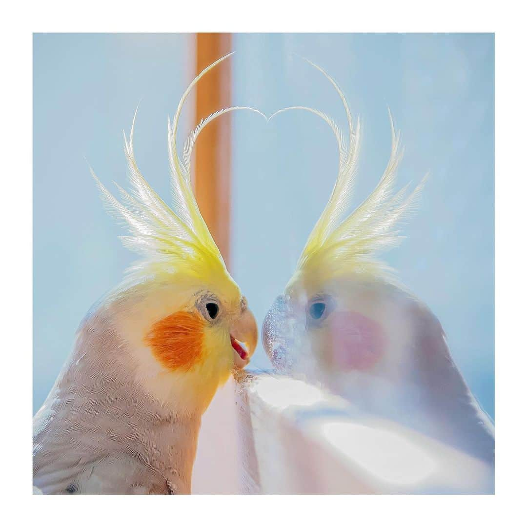 YURAPOi ゆらぽぃのインスタグラム：「best photo  http://www.ryoichisakai.com  #オカメインコ　#heart  #love #ぽぃちゃん  ©︎ryoichisakai」