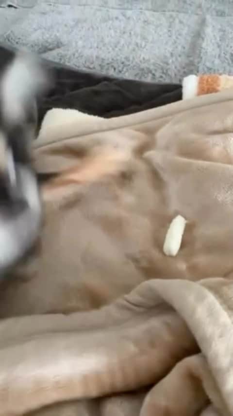 BONGOのインスタグラム：「なんでそうなるん。。。笑」