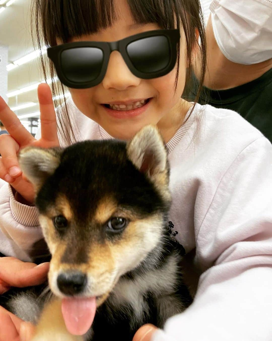 木内江莉さんのインスタグラム写真 - (木内江莉Instagram)「生後二ヶ月半のケン🐕 豆柴✖️柴犬のmixで、前足が大きいから身体が大きくなるかもね〜と言われていたが、体重は【7キロ】で止まり、結局豆柴だったケン😊💓 今となっては三毛豆柴だけど、パピーの頃は頭の上黒かった🐕  我が家に来てくれて有難う🐕💓  #パピー犬 #豆柴#黒柴#三毛豆柴#しばすたぐらむ#豆柴のいる暮らし#子供と犬がいる生活#日本犬#まめしば#海大好き夫婦#４人家族#犬１匹#海と子供と犬#ハーフママ#インドネシア#クウォーターキッズ#古着#都内から移住#共働き夫婦#ふらっと海へ行ける生活」5月7日 17時53分 - eririnnnnn92