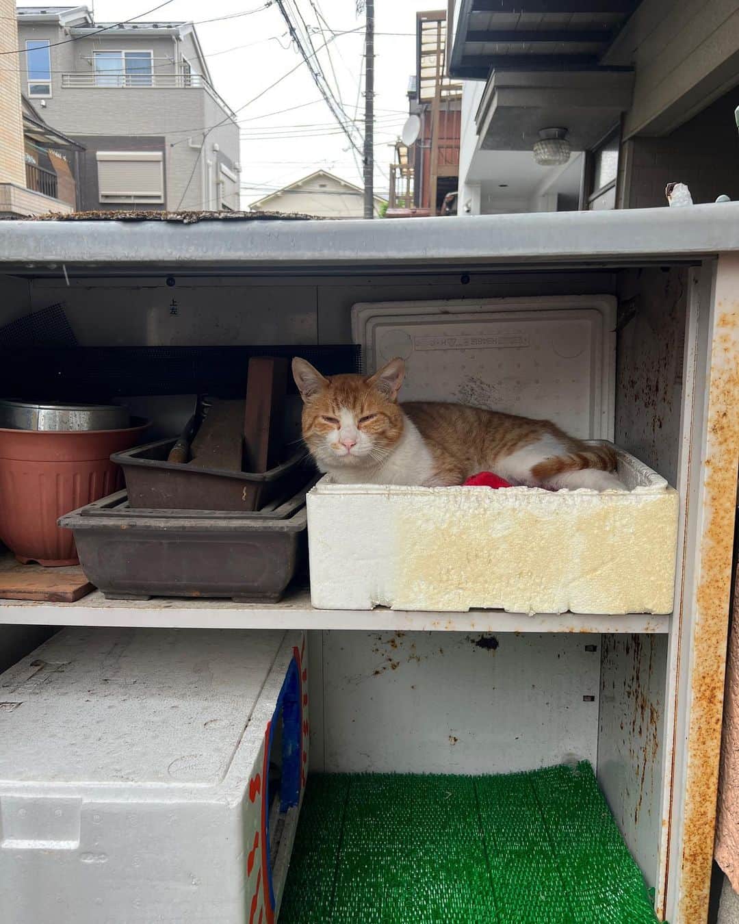 Kachimo Yoshimatsuのインスタグラム：「雨、雨、雨宿り｡  #うちの猫ら #猫 #chameshi #ねこ #ニャンスタグラム #にゃんすたぐらむ #ねこのきもち #cat #ネコ #catstagram #ネコ部 http://kachimo.exblog.jp」
