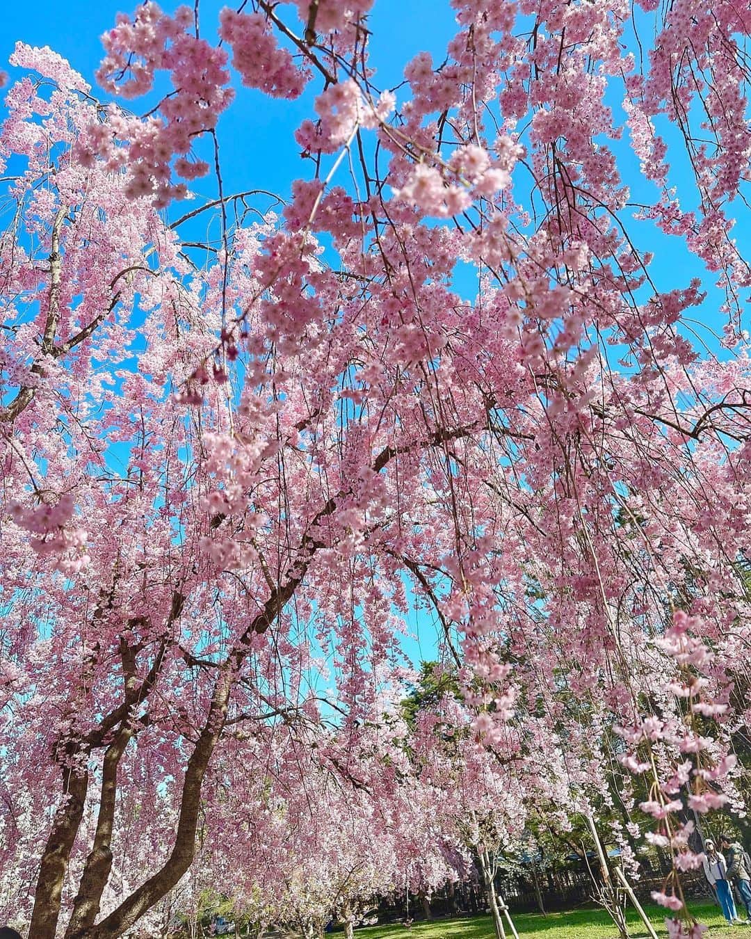 星河るいさんのインスタグラム写真 - (星河るいInstagram)「. . 弘前さくら祭り🌸˖*  満開予想が外れてソメイヨシノは あちこち散りかけてたけど 枝垂れ桜は満開で綺麗だった🌸♡  屋台もいーっぱい出ててカランカランアイスも 嶽きみの天ぷらも食べれて幸せ🌽✨ . . #青森#弘前#弘前さくらまつり」5月7日 18時25分 - ru0928