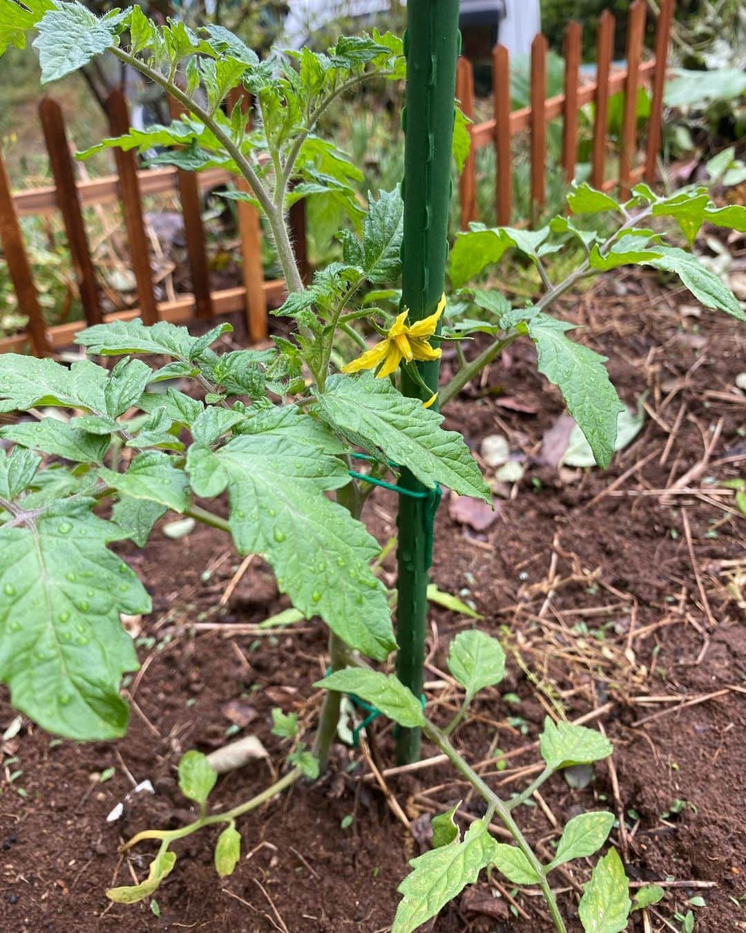 野本かりあのインスタグラム：「庭に植えたトマトに花が。 ピーマンに実（？）が。 早く無い😂？  それにしても日々、成長する姿を見るのが楽しい❣️ #家庭菜園」