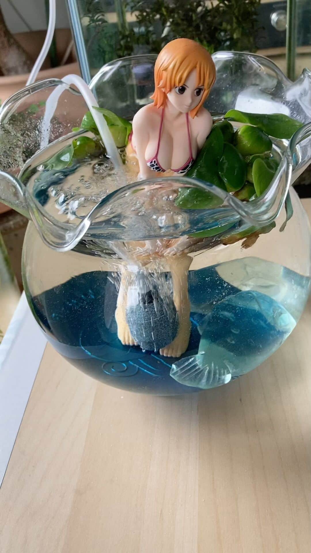 松宮宏のインスタグラム：「金魚鉢でナミ　#nami #ナミ #ナミワンピース」