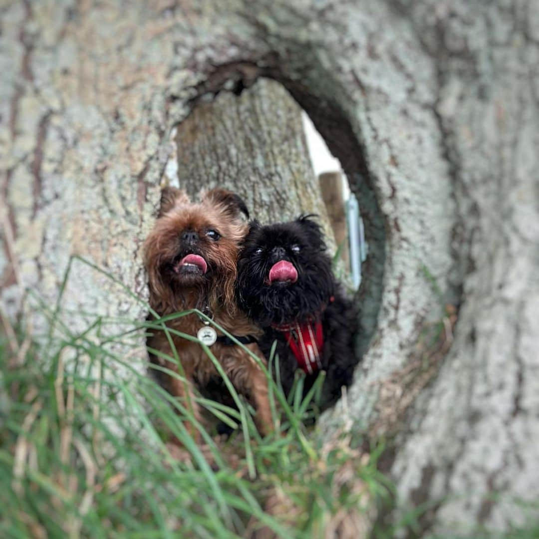 Digby & Aloのインスタグラム：「what do you do when you find a hole? poop in it. if you can’t poop in it, you sit in it.」