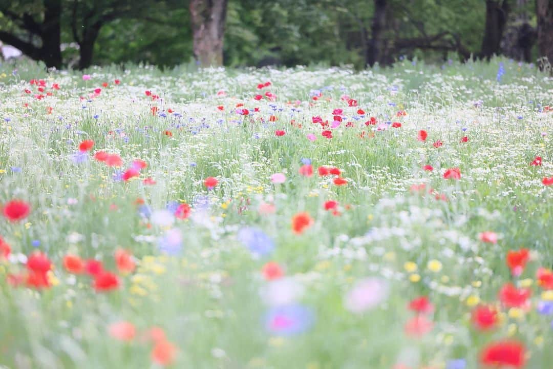 kiccyomuのインスタグラム：「☔️ 2023.05.07 Sun #昭和記念公園 原っぱの花畑 今年もミックスに咲いてて 綺麗でした📸  たくさん🌸咲いている中で、 何処をどう撮るのがいいか？ 悩みまくり😅  location #東京 ❣️ 📷撮影 2023年5月1日  #skkフォトコン2023春」