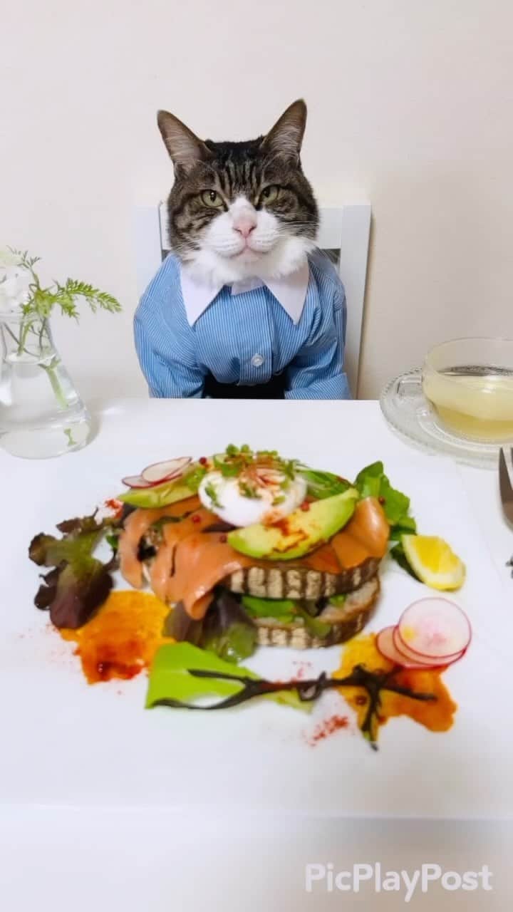 のインスタグラム：「We are having brunbh❣️ ✴︎ いつもコメントありがとうございます😺🙏💚 今月もマロペースな投稿になりますが、よろしくお願いします🙇‍♀️ ✴︎ Thank you for your kind comments😺🙏💚 I think this month will also be a Maro-paced post, and thank you for your support! ✴︎ #cat#cats#catsofinstagram#sweetcatclub#😻 #eggbenedict#brunch#chef#food#ねこ#ねこ部 #猫#エッグベネディクト#ブランチ#GW最終日 #猫のいる生活#料理#保護猫#猫のいる暮らし#panvirgo」