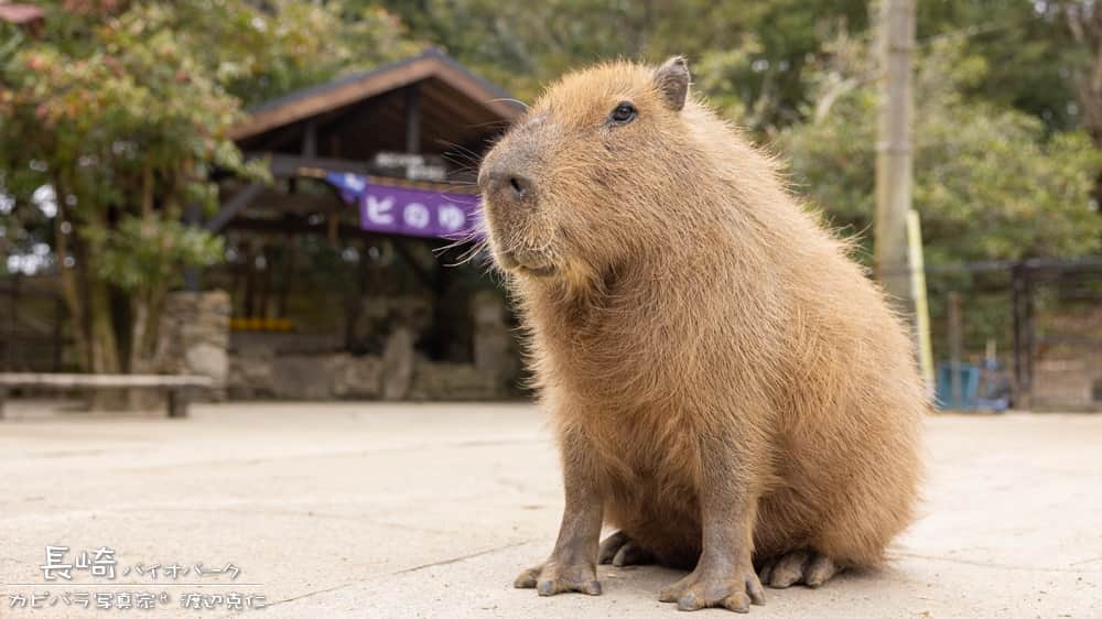 渡辺克仁さんのインスタグラム写真 - (渡辺克仁Instagram)「明日から何時もの日常に戻るのね。  #カピバラ #水豚 #capybara  #癒し #可愛い #かわいい #pretty #動物園」5月7日 11時58分 - katsuhito.watanabe