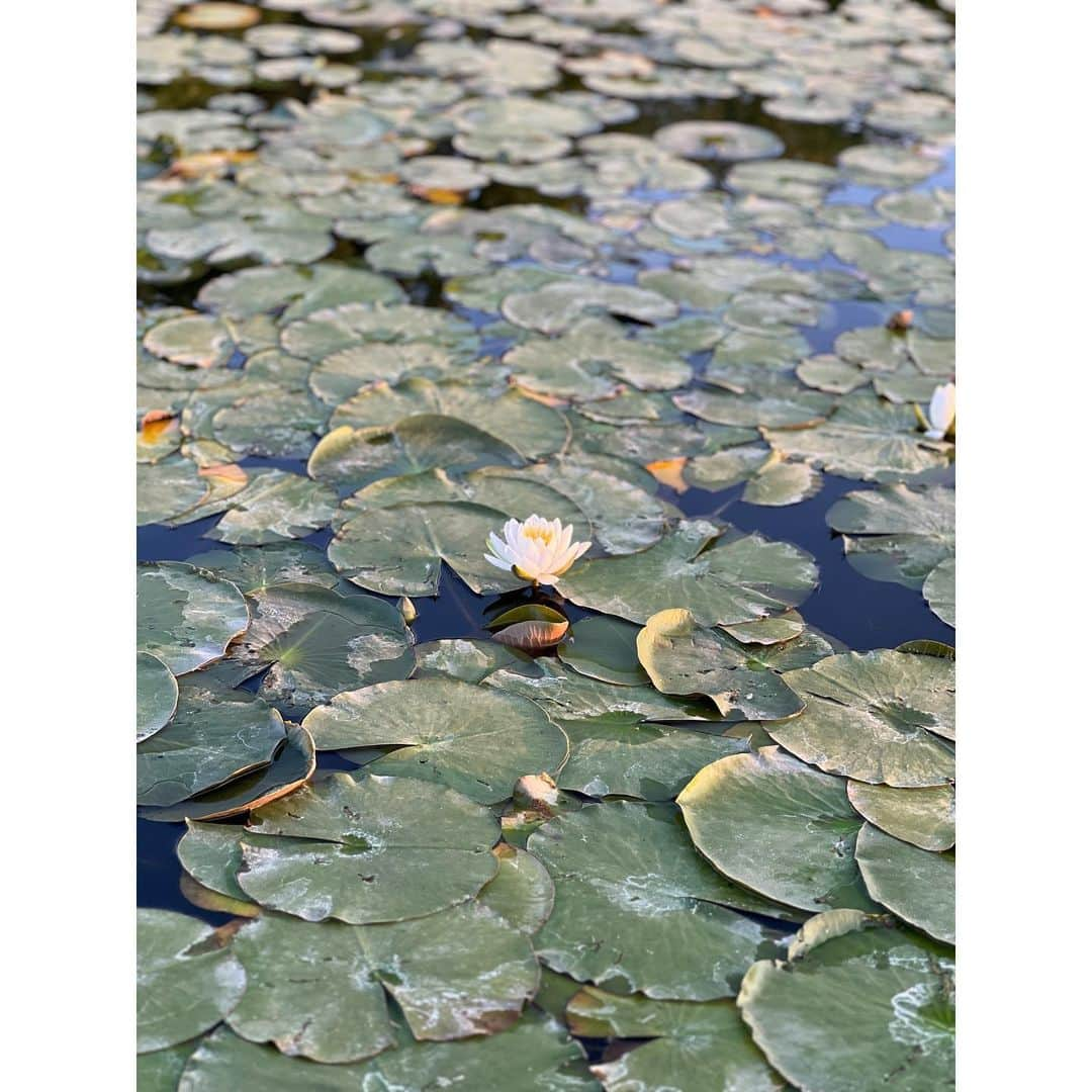 如月蓮さんのインスタグラム写真 - (如月蓮Instagram)「. 先日、自然公園に行きました。 私「うわー！きれいな湖ー！」 友人「これ沼です、沼。」 ⁡ 沼と湖の違いってなんだろ🪷笑笑 . . . #如月蓮 #RENスタグラム」5月7日 12時30分 - kisaragi.ren2