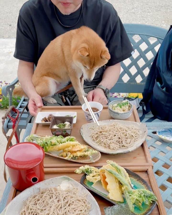 豆柴にこちゃんのグルメインスタ