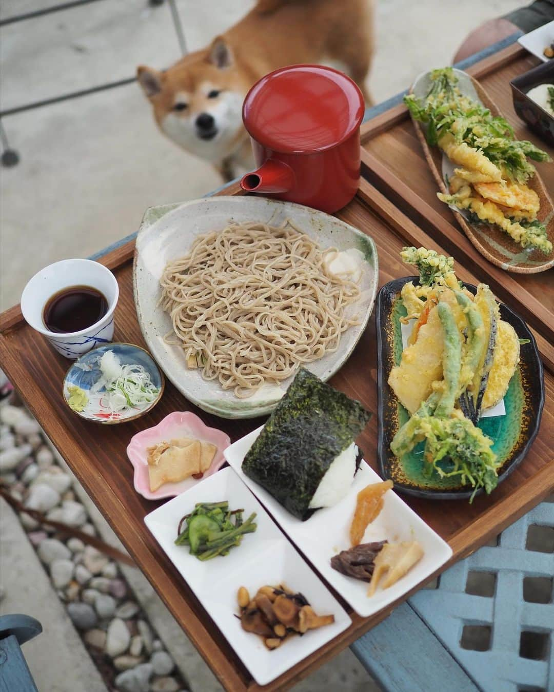 豆柴にこちゃんさんのインスタグラム写真 - (豆柴にこちゃんInstagram)「🐶 昨日は都幾川の川遊びの前に、 #古民家茶屋ほ で蕎麦を食べたよ〜  お蕎麦はもちろんおいしいけど 天ぷらや付け合わせの惣菜や トムの炊き込みご飯が 山の幸満載でおいしかったなぁ😆  私は単品の梅干しおにぎりも追加🍙 天ぷらと炊き込みご飯に使われてる、 初めて聞いた山菜がおいしかったけど名前忘れた〜 その山菜は季節もので昨日までのメニューだそう。  テラス席犬OK。 店内は古民家らしい良い雰囲気 だったから店内でも食べてみたかったな〜  人気店みたいでお昼時は駐車場も 満車になるらしいのだけど 昨日は空いてて常連さんらしきお客さんが 今日は空いてるな〜　って言ってた！  #ときがわ町  #柴犬#豆柴#mameshiba #shibastagram#japanphoto#shibainu#犬#shibainumania#犬のいる暮らし#shiba_snap#shibainupuppy#多頭飼い#dog#いぬすたぐらむ#puppy#dogstagram#instadog #doglover#pecoいぬ部#pecotv#いぬのきもち部#狗#子犬#barked#9gag#9gagpets#시바견」5月7日 12時40分 - nikochan.mame48