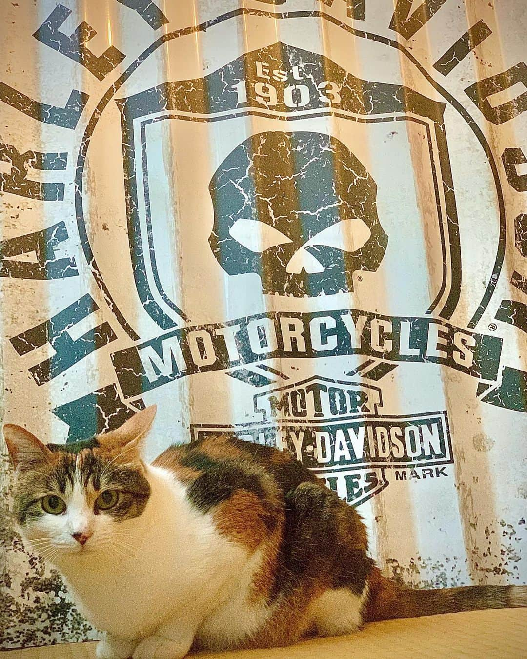 村雨辰剛のインスタグラム：「😼 #芽吹き　 #めちゃん #harleydavidson」