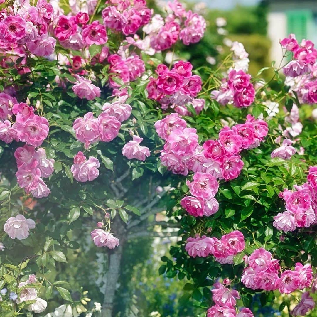 蒼真海（まみへえ）さんのインスタグラム写真 - (蒼真海（まみへえ）Instagram)「🌹🌹🌹 ㅤㅤㅤㅤㅤㅤㅤㅤㅤㅤㅤㅤ ㅤㅤㅤㅤㅤㅤㅤㅤㅤㅤㅤㅤ #🌹 #浜松観光  #浜名湖ガーデンパーク  #浜名湖  #静岡観光  #rose #薔薇 #flower」5月7日 13時15分 - mami_0110