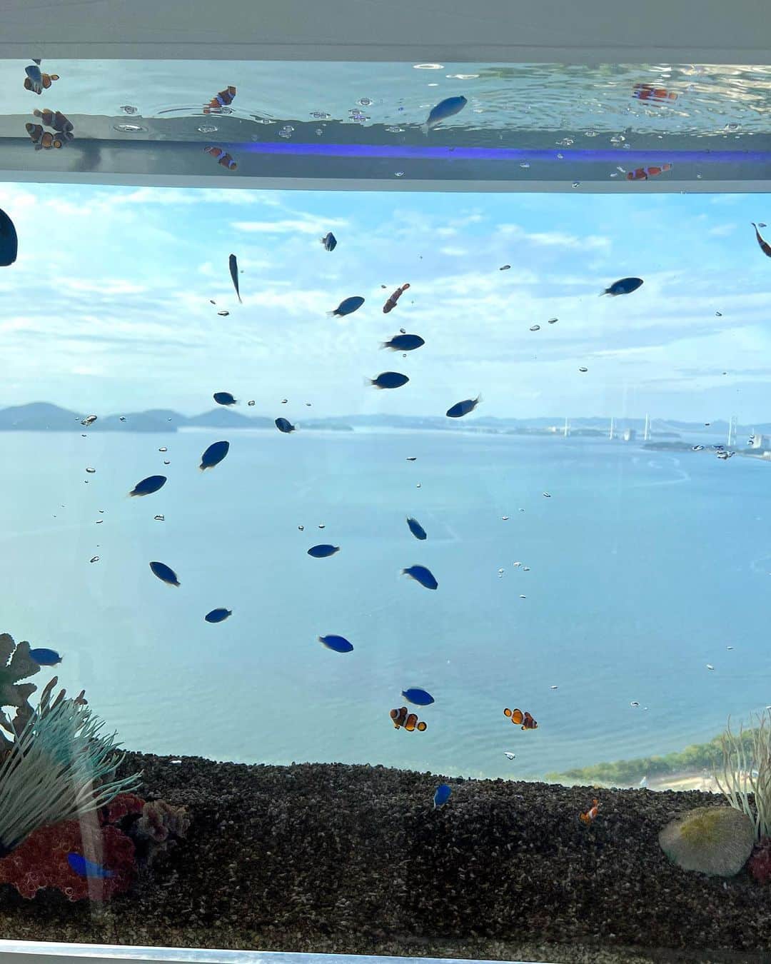 島川未有さんのインスタグラム写真 - (島川未有Instagram)「GWは日帰りで香川へ。 天空のアクアリウム　ソラキンの映え度が半端なかったです🥹🥹 地上127m、瀬戸内海をバックに空を優雅に泳ぐ金魚達✨ 香川にこんな凄いスポットがあったとは！😂おススメです♪  #香川#ソラキン#天空のアクアリウム#天空のアクアリウムソラキン#ゴールドタワー#ootd#宇多津」5月7日 18時46分 - miyu_shimakawa